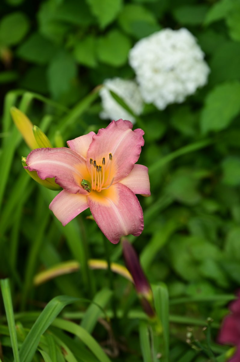Hemerocallis ‘Olallie Orchid’ ヘメロカリス　‘オラリーオーキッド’