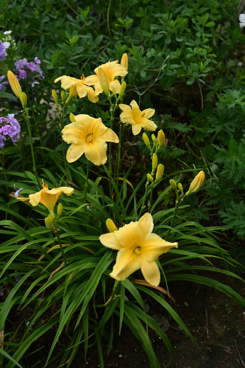 Hemerocallis ‘Long Feels Beauty’ ヘメロカリス　‘ロングフィールズビューティ’　