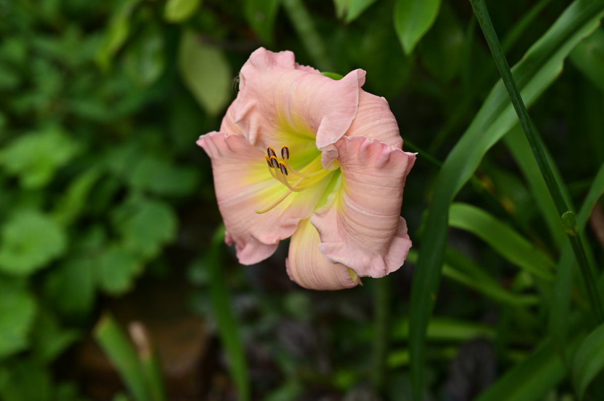 Hemerocallis ‘Scintillation in Pink’ ヘメロカリス　‘シンチレイションインピンク’ 