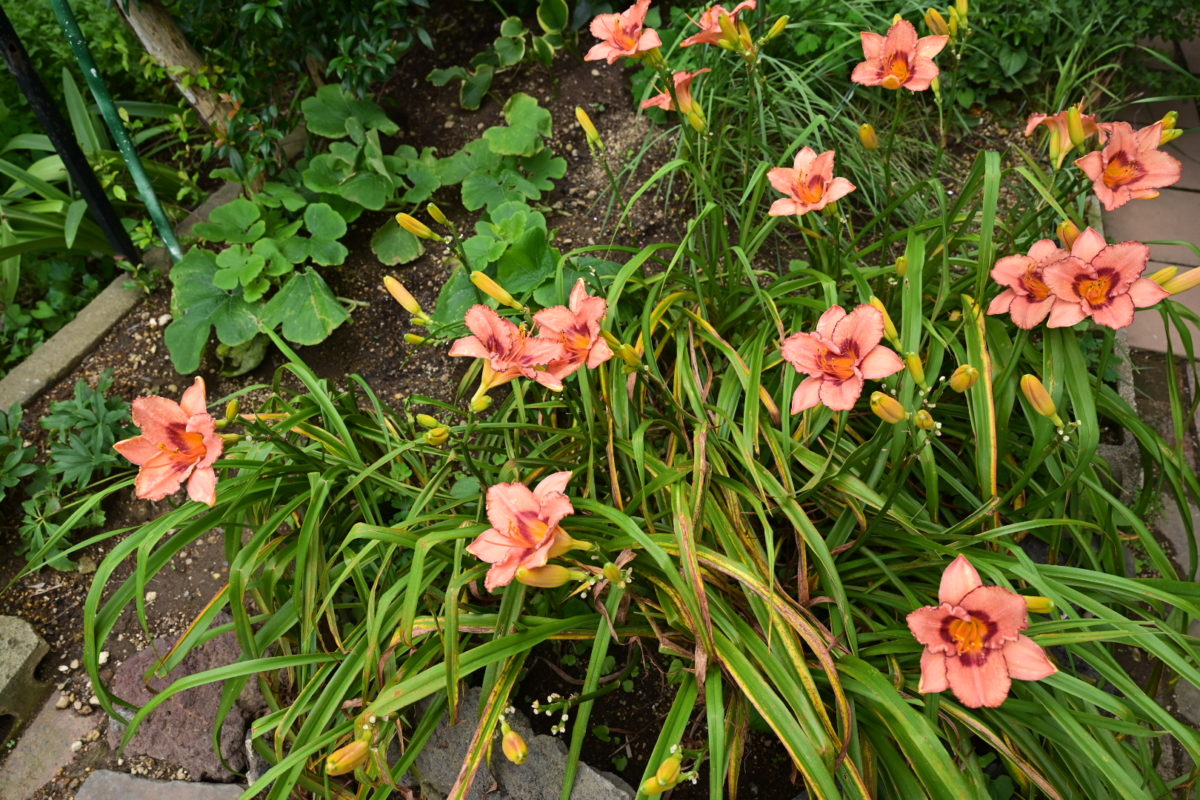 レディダンサー