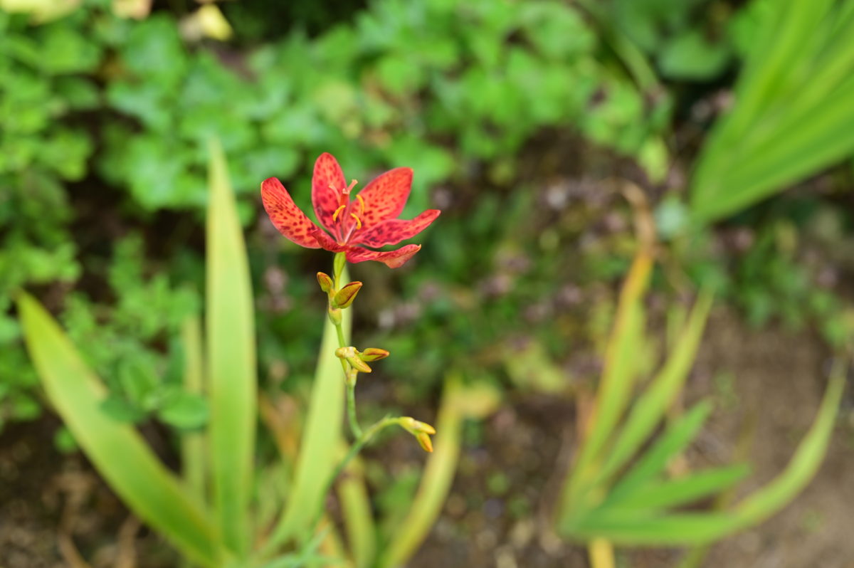 DSZ_7710　Belamcanda chinensis　ベラムカンダ　キネンシス　（ヒオウギ）