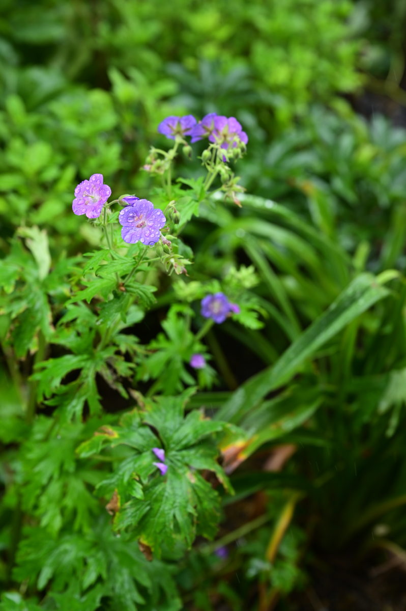 Geranium pratense ゲラニウム プラテンセ (ノハラフウロ)