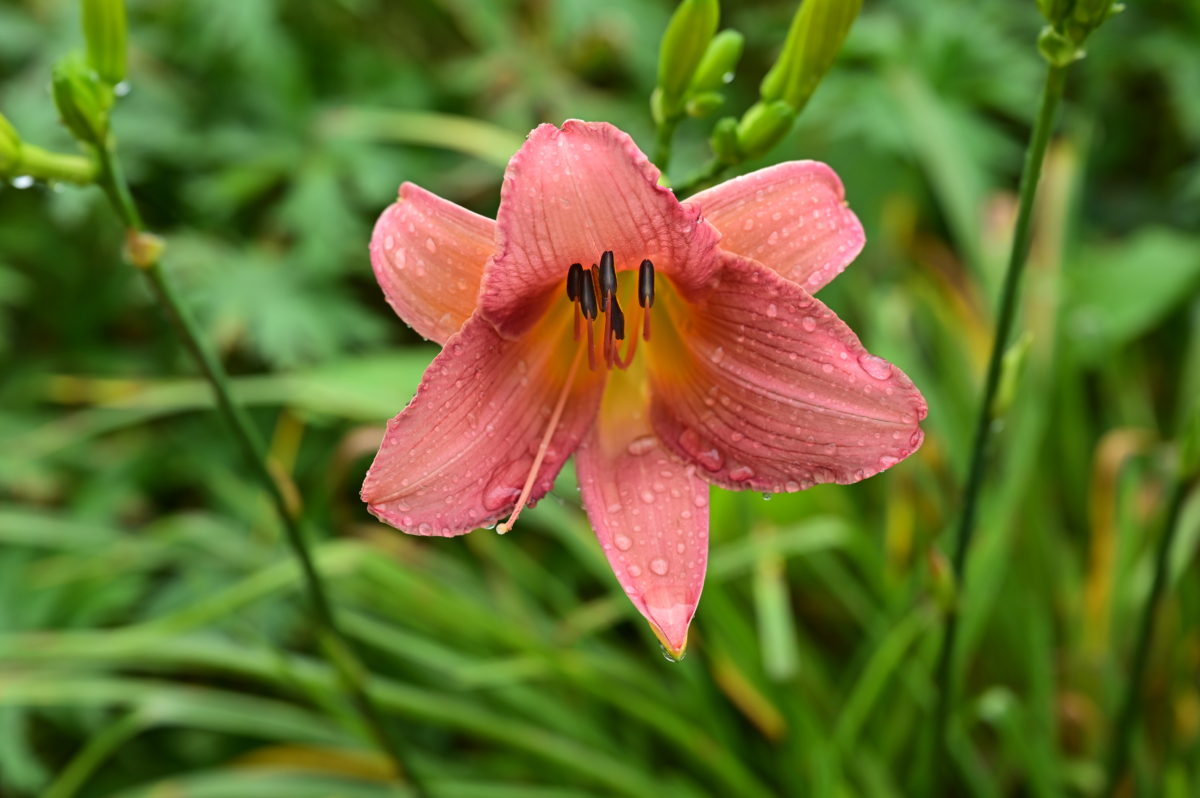 Hemerocallis ‘VT Purple Lace’ ヘメロカリス　‘バーモントパープルレース’