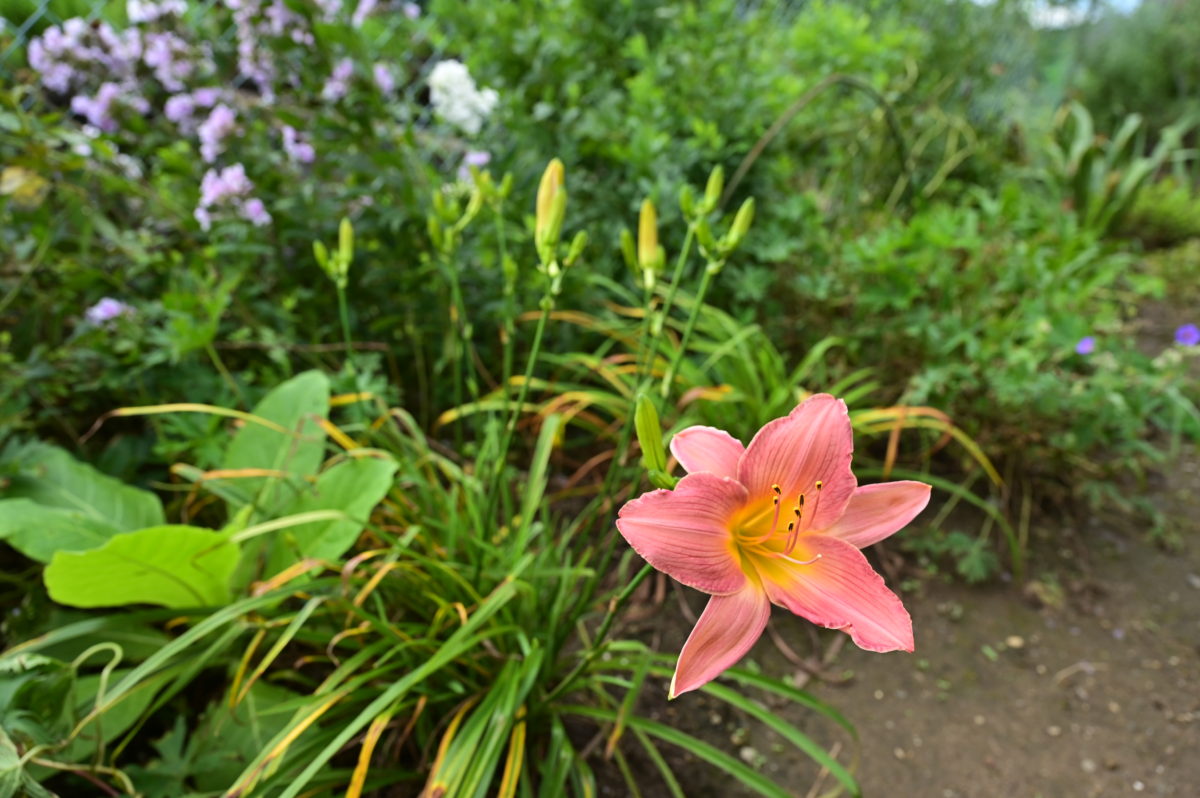 Hemerocallis ‘VT Purple Lace’ ヘメロカリス　‘バーモントパープルレース’