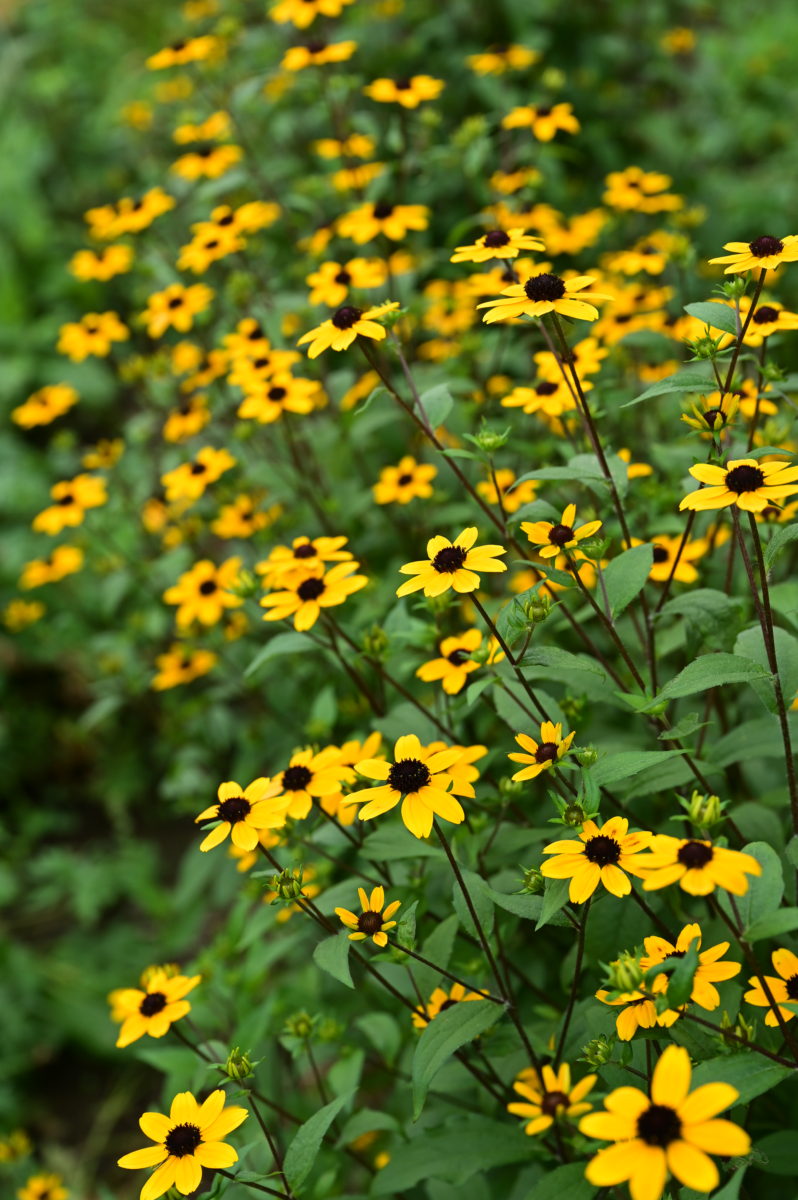 Rudbeckia triloba ルドベキア　トリロバ