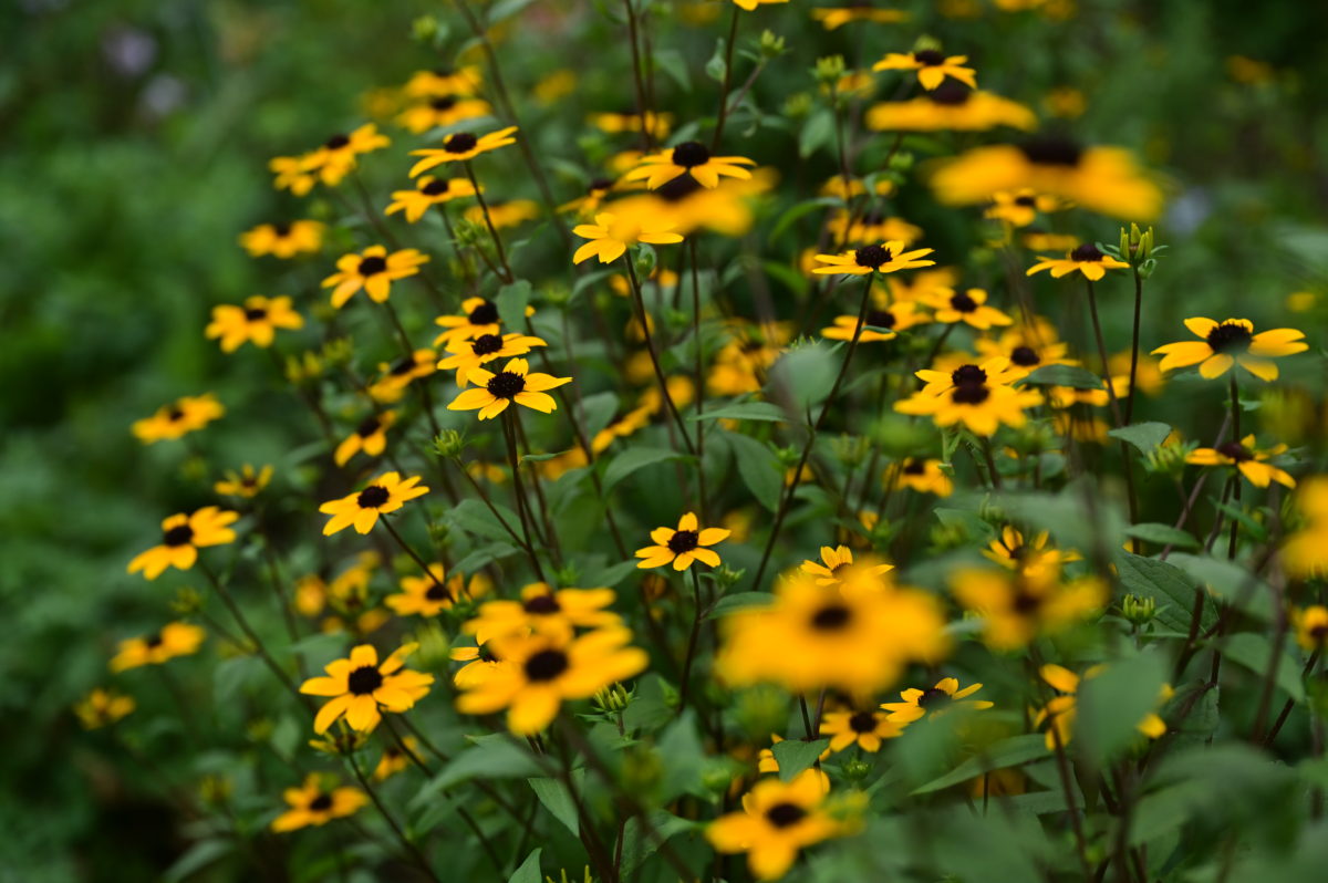 Rudbeckia triloba ルドベキア　トリロバ