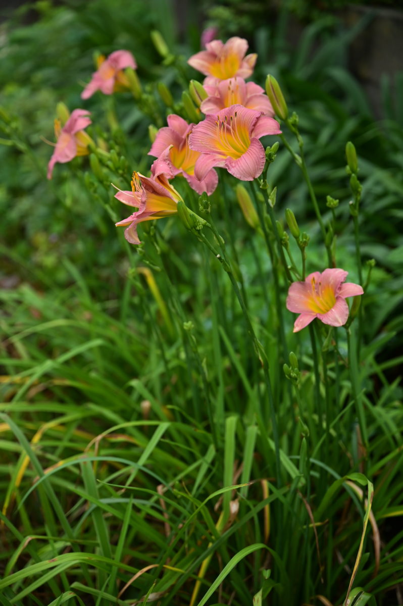 Hemerocallis ‘Baby Powder’ ヘメロカリス　‘ベビーパウダー