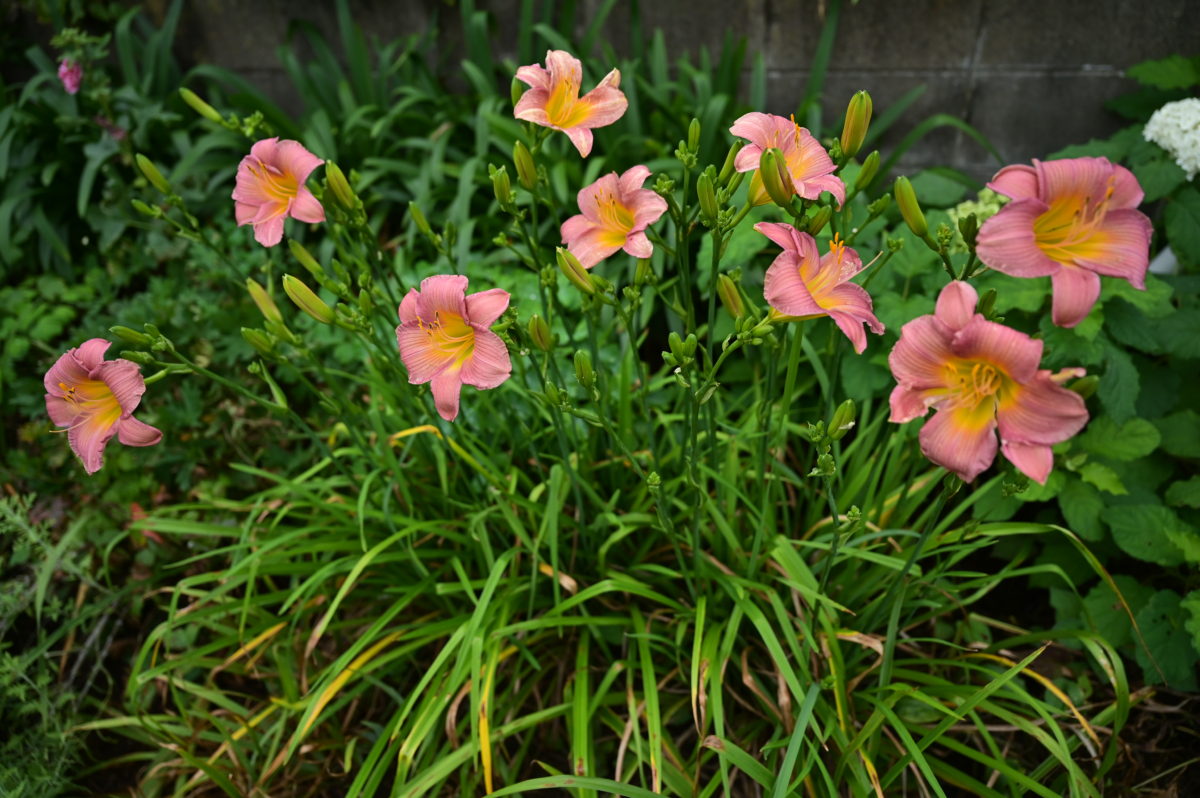 Hemerocallis ‘Baby Powder’ ヘメロカリス　‘ベビーパウダー