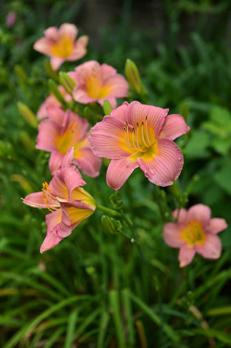 Hemerocallis ‘Baby Powder’ ヘメロカリス　‘ベビーパウダー