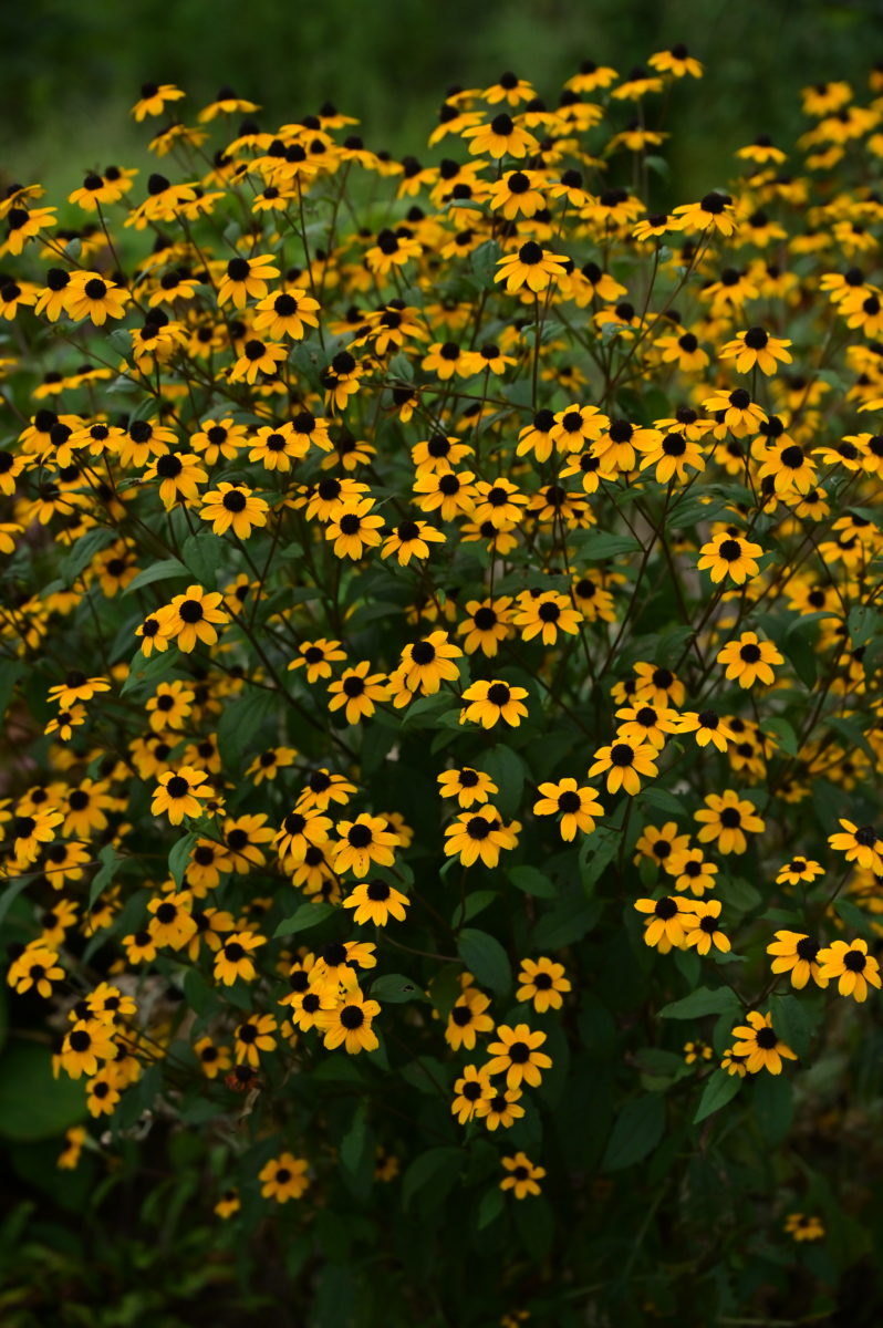 Rudbeckia triloba ルドベキア　トリロバ
