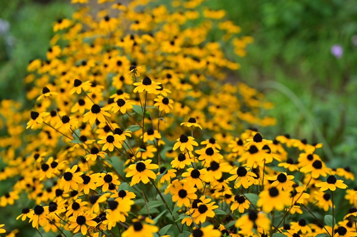 Rudbeckia triloba ルドベキア　トリロバ