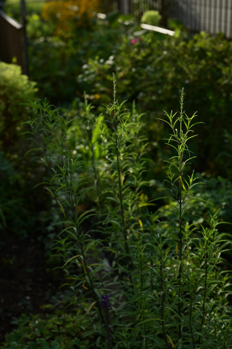 Salvia azurea サルビア　アズレア