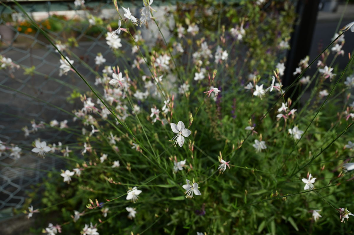 Gaura　ガウラ　‘ハクチョウソウ’