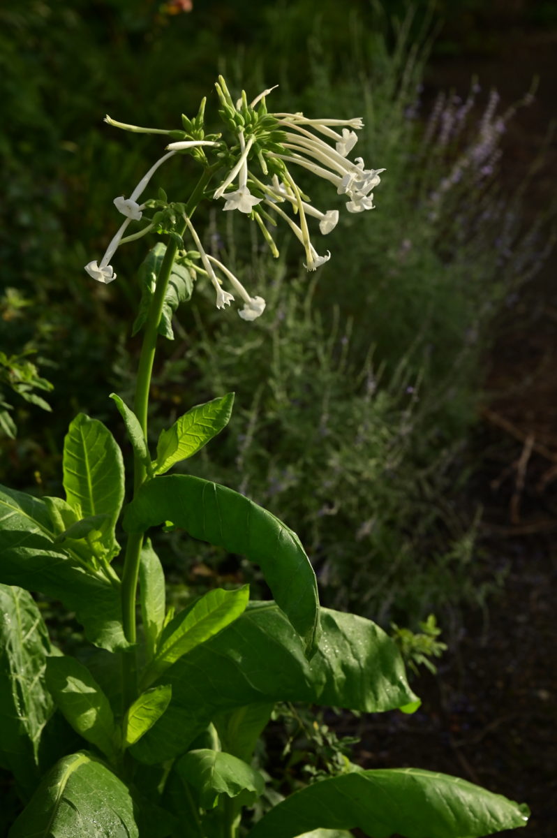 Nicotiana sylvestris ニコチアナ　シルヴェストリス