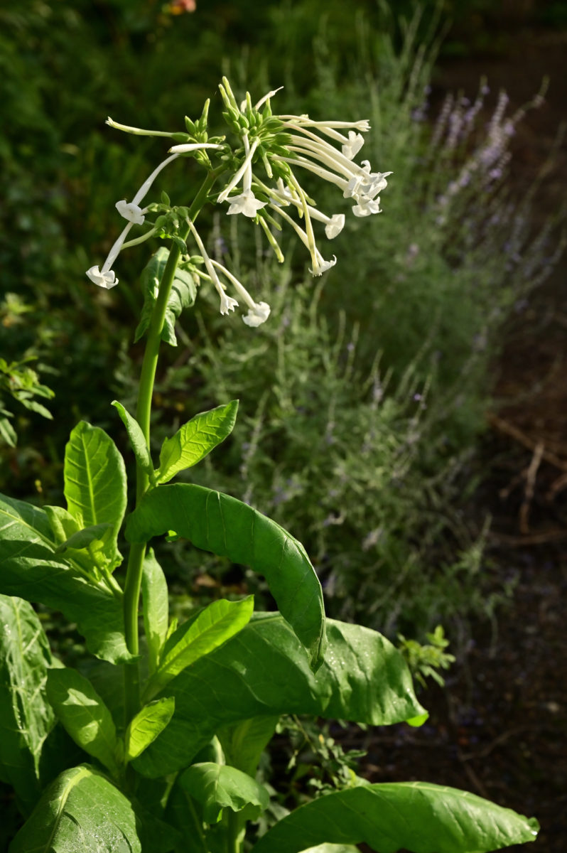 Nicotiana sylvestris ニコチアナ　シルヴェストリス