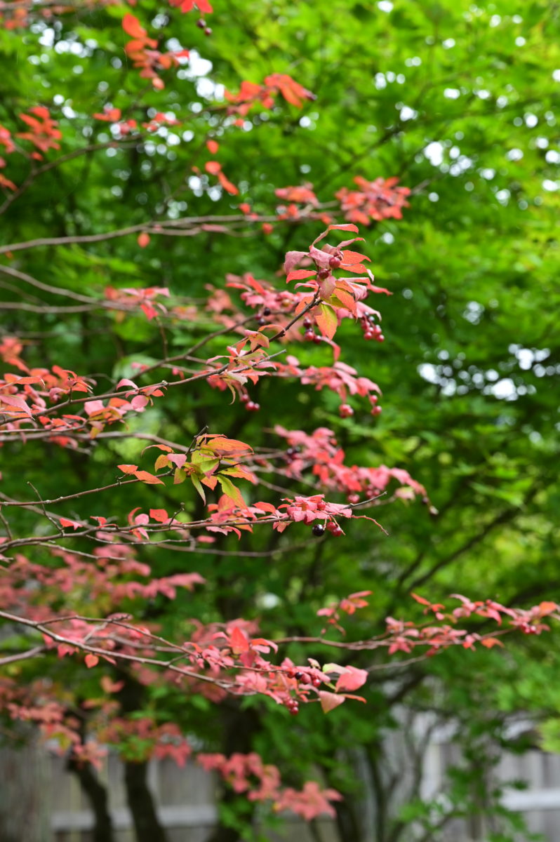 古河掛水倶楽部　掛水重役役宅