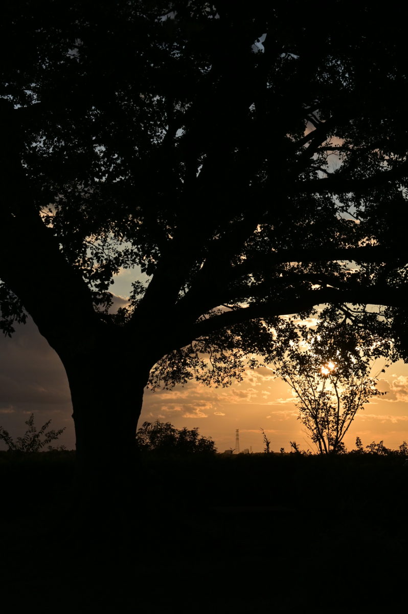 巨木と夕陽