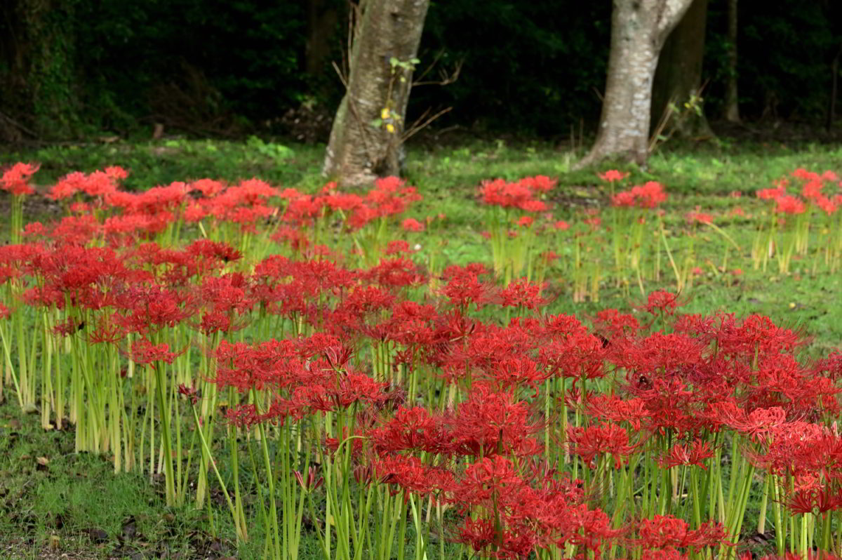 ヒガンバナ　加工後