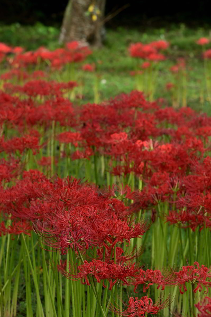 ヒガンバナ　加工後