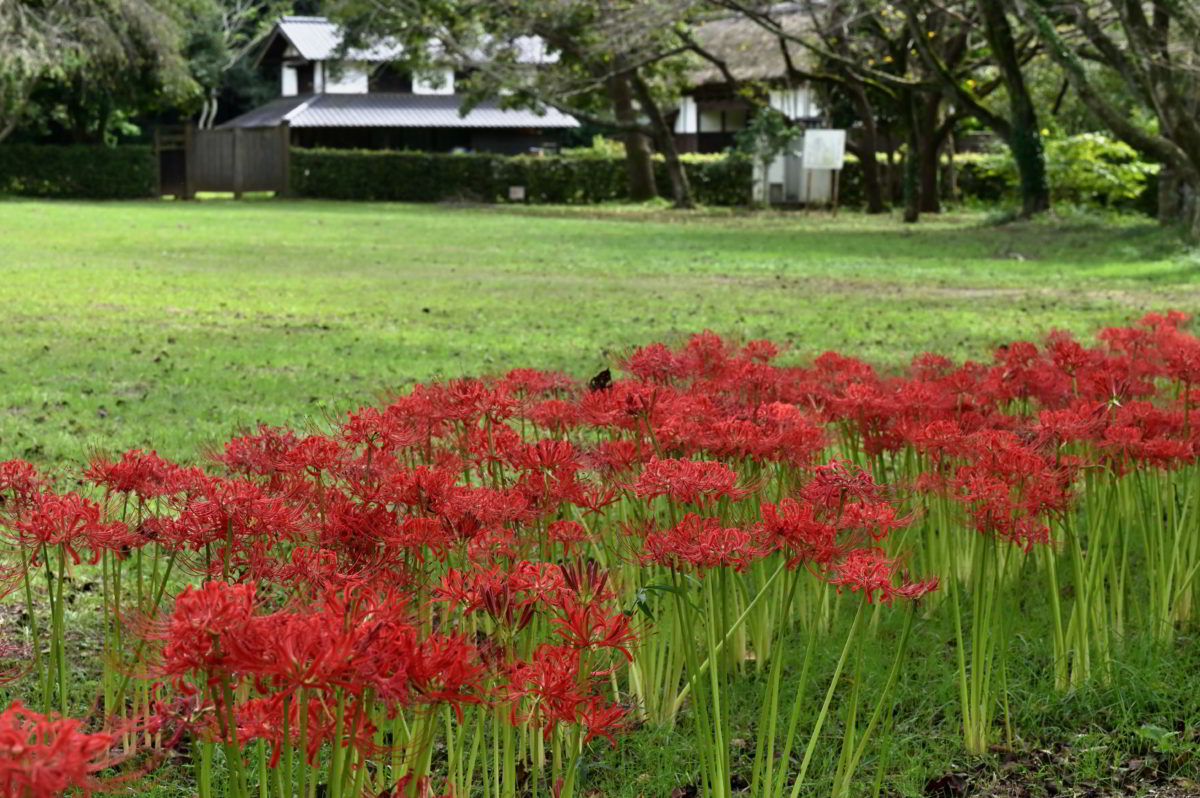ヒガンバナ　加工後