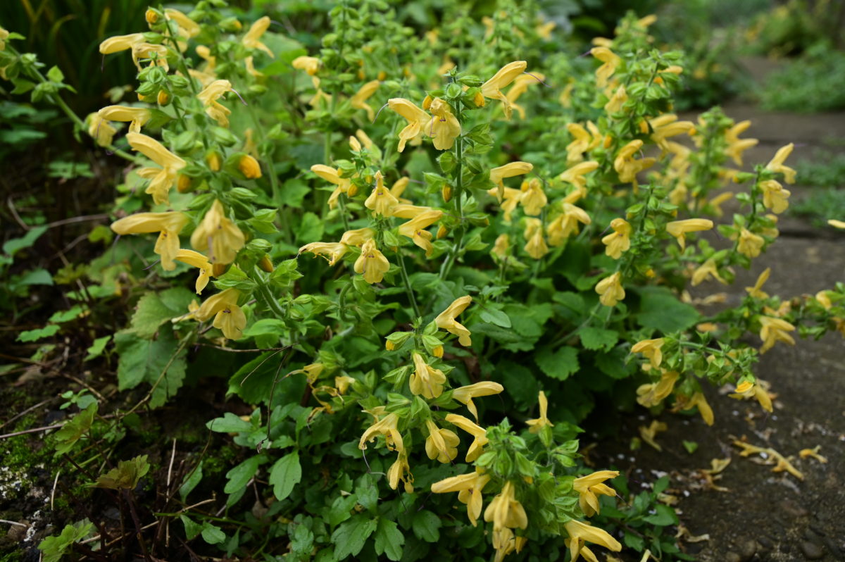 Salvia nipponica サルビア　ニッポニカ　（キバナアキギリ／コトジソウ）