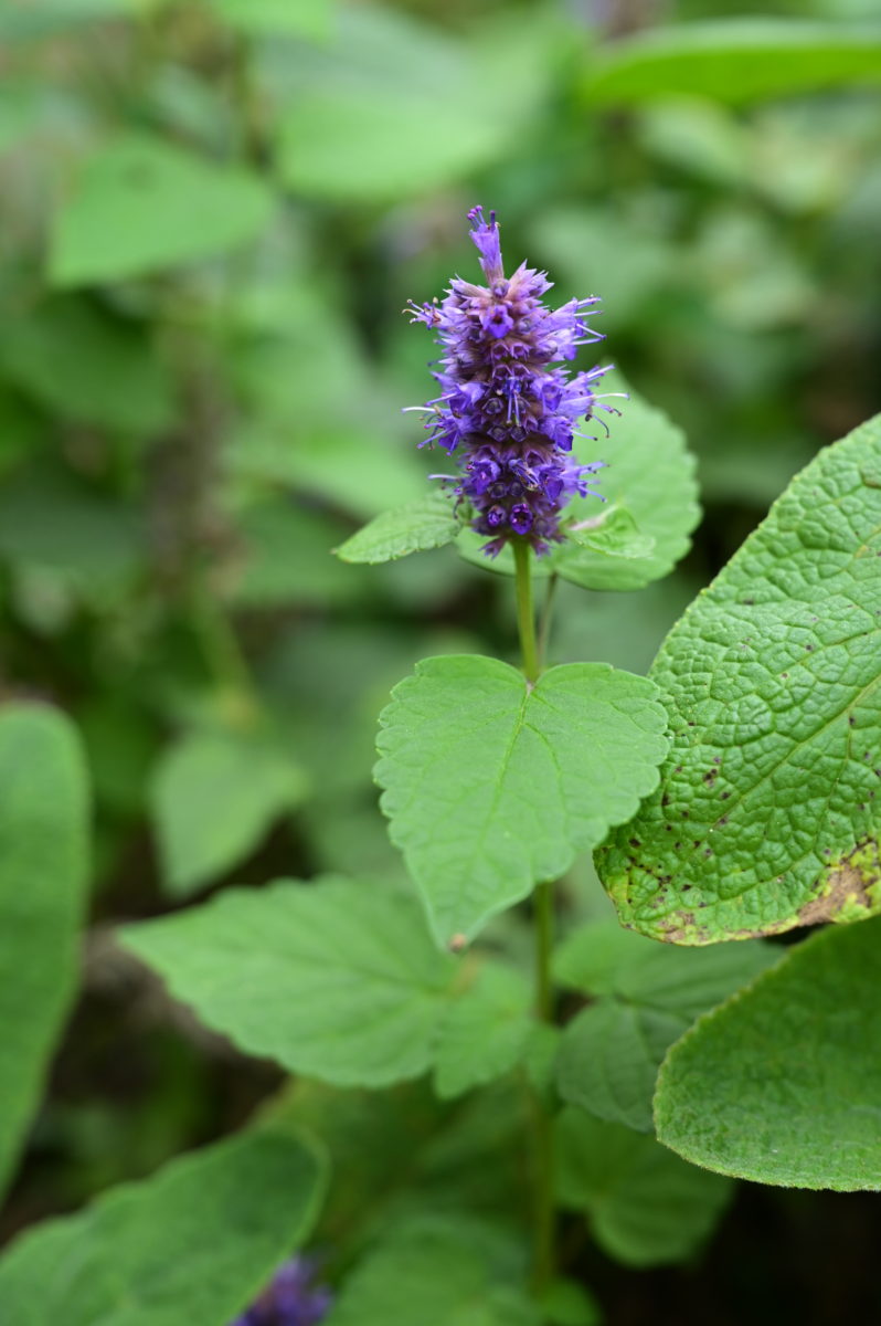 Agastache foeniculum　anise hyssop,
