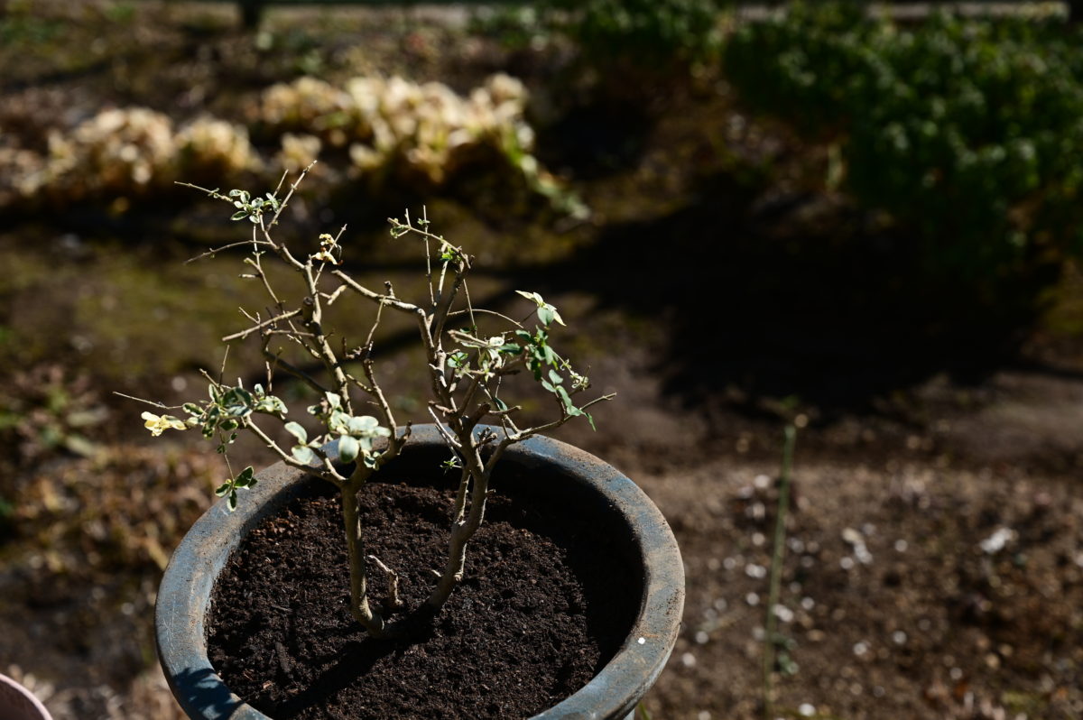 シルバープリペット Ligustrum sinense Variegatum モクセイ科イボタノキ属 常緑低木