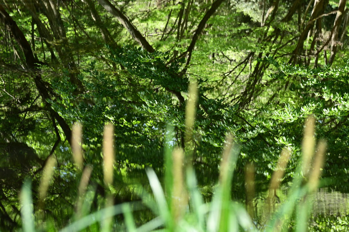 池の映り込み