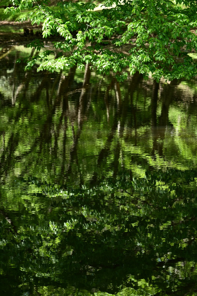 池の映り込み
