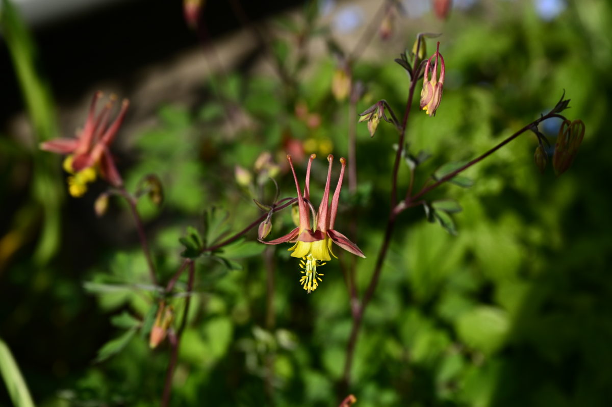 Aquilegia hyb.　 アクイレギア　交雑株　オダマキ