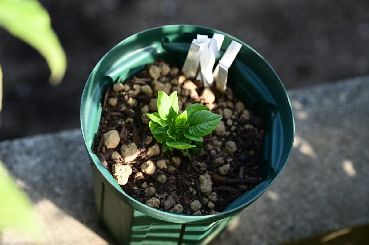 Dictamnus albus var. purpureus ディクタムナス　アルブス　プルプレウス　（ヨウシュハクセン紫）