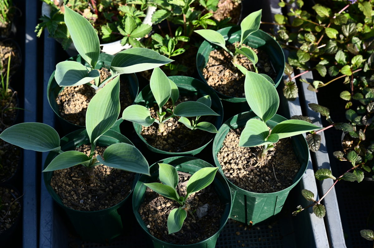 Hosta ‘Hadspen Blue’ ホスタ　’ハドスペンブルー’　（ギボウシ）