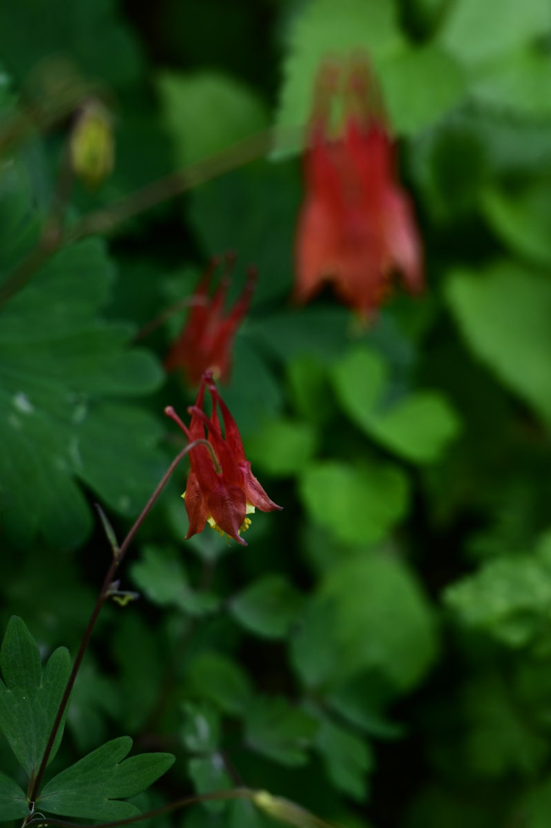 Aquilegia canadensis アクイレギア　カナデンシス　（カナダオダマキ）