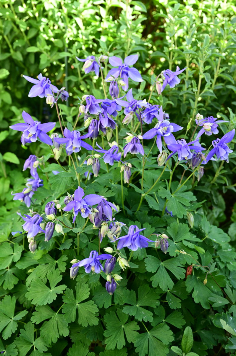 Aquilegia hyb.　 アクイレギア　交雑株　オダマキ