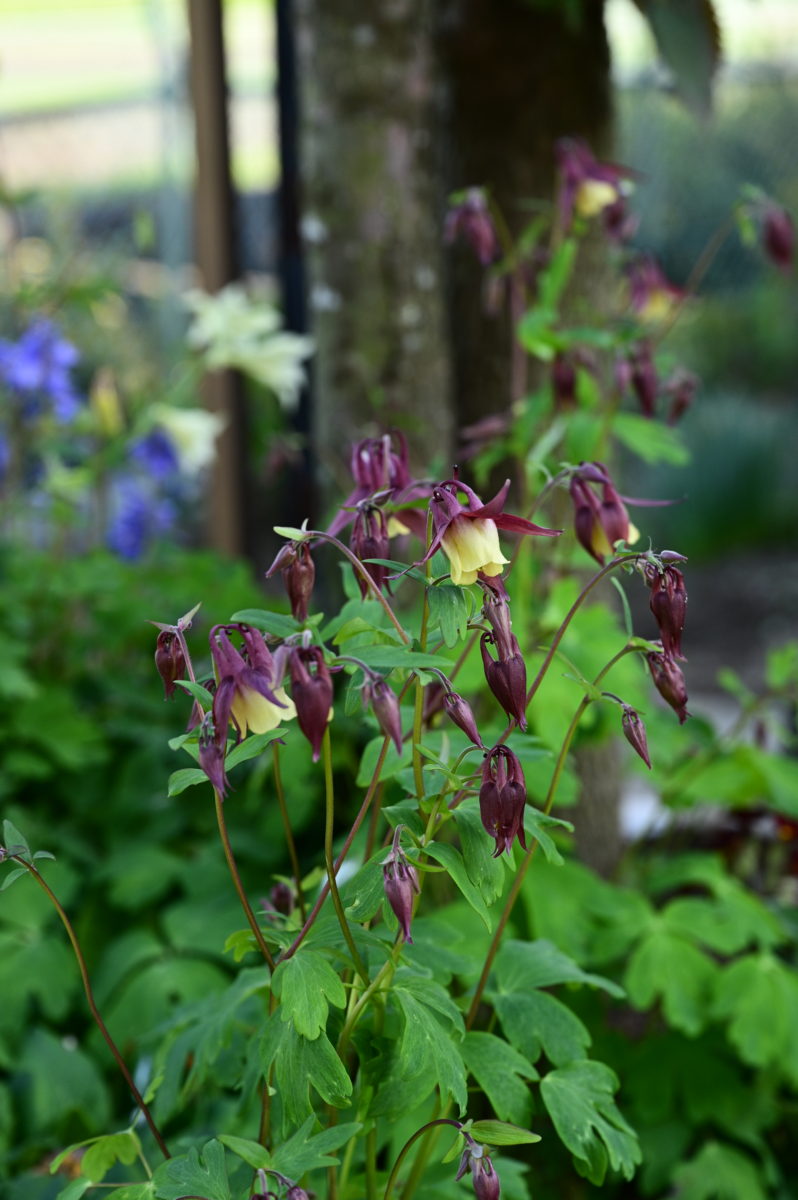 Aquilegia buerugeriana var. oxysepala アクイレギア　ブエルゲリアナ　オキシセパラ　（オオヤマオダマキ）