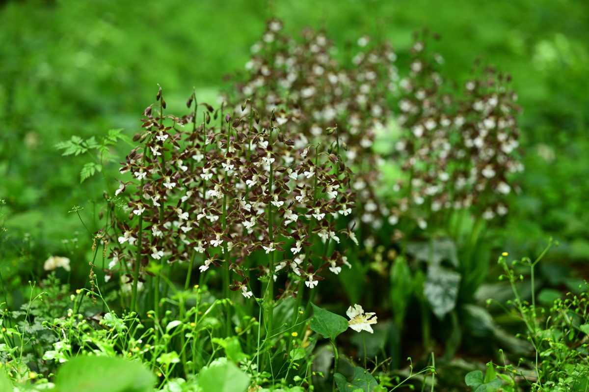 佐倉西部自然公園　ジビネ
