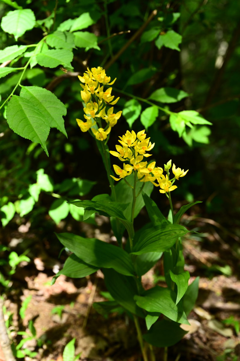 佐倉西部自然公園　キンラン