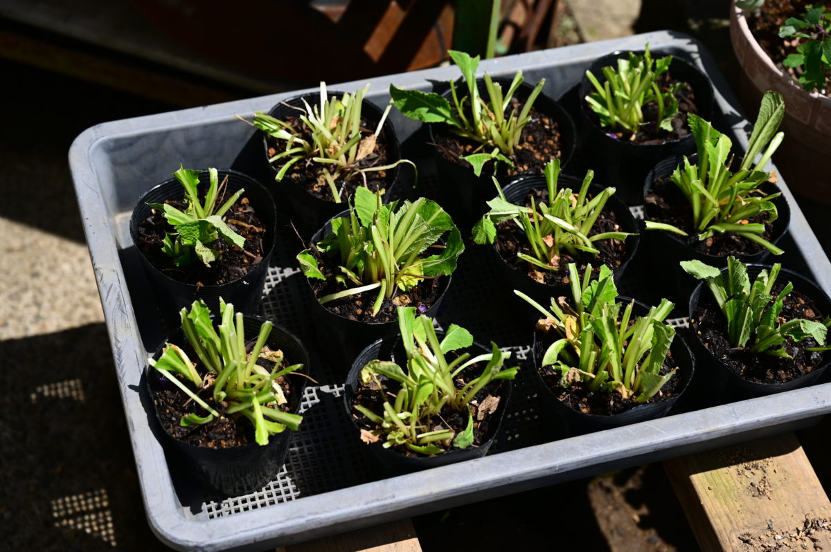 Primula Barnhaven Double primroses orange Double fl.