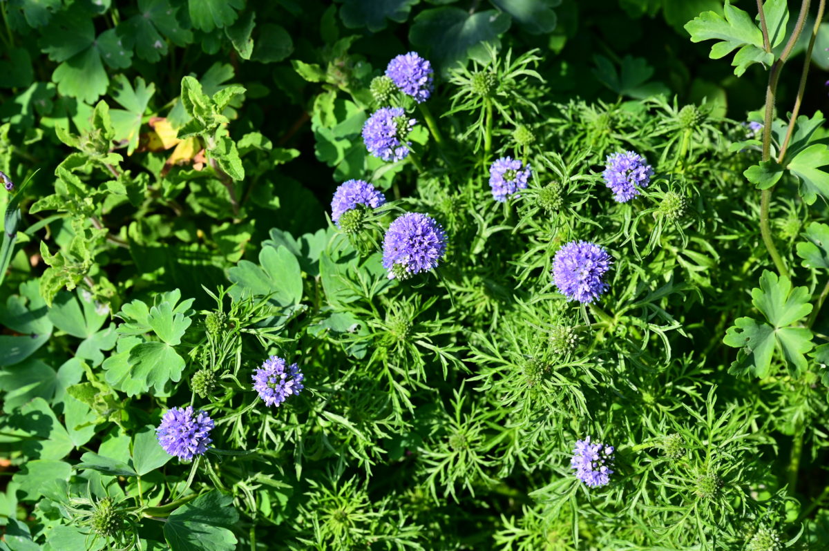 Gilia capitata ギリア　カピタータ