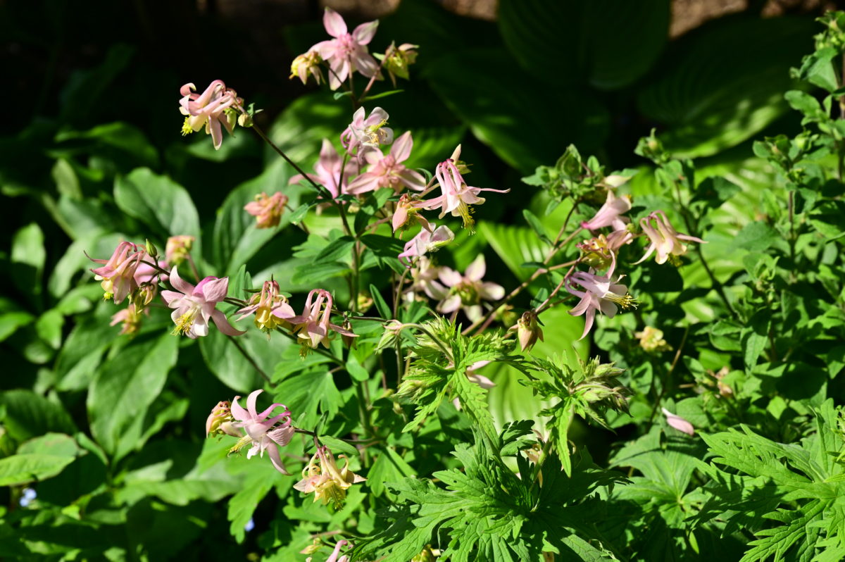 Aquilegia hyb.