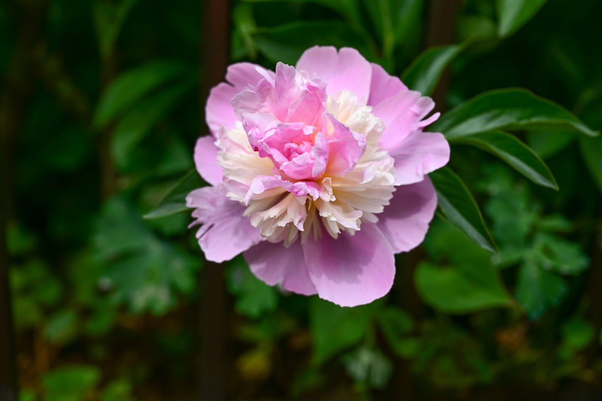 Paeonia lactiflora ‘Sorbet’ パエオニア　ラクチフローラ　’ソルベット’　（シャクヤク）
