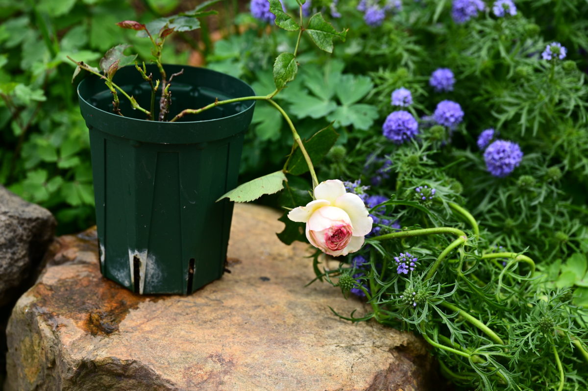 Rosa ‘Pierre de Ronsard’ ロサ　‘ピエールドゥロンサール’　（つるバラ）