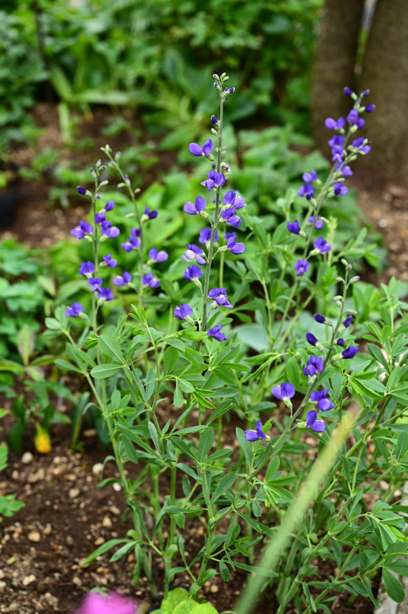 Baptesia australis バプティシア　アウストラリス　（ムラサキセンダイハギ） 