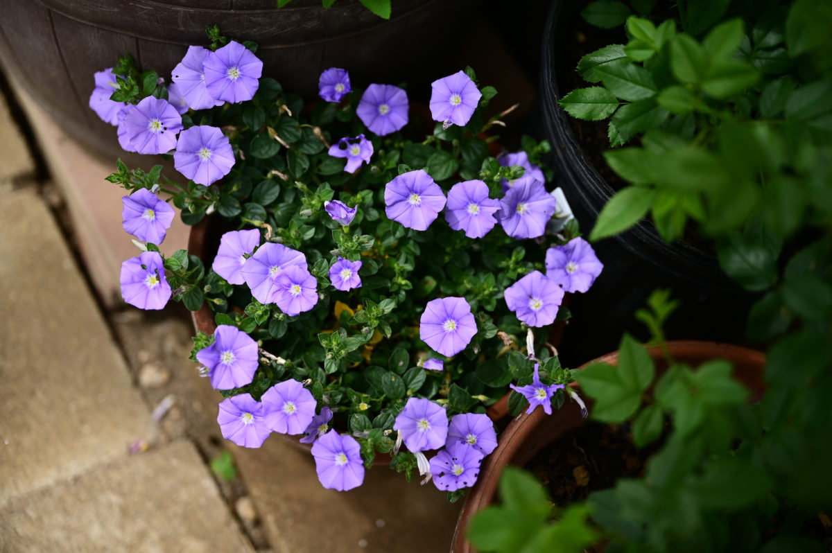 Convolvulus sabatius コンボルブルス　サバティウス