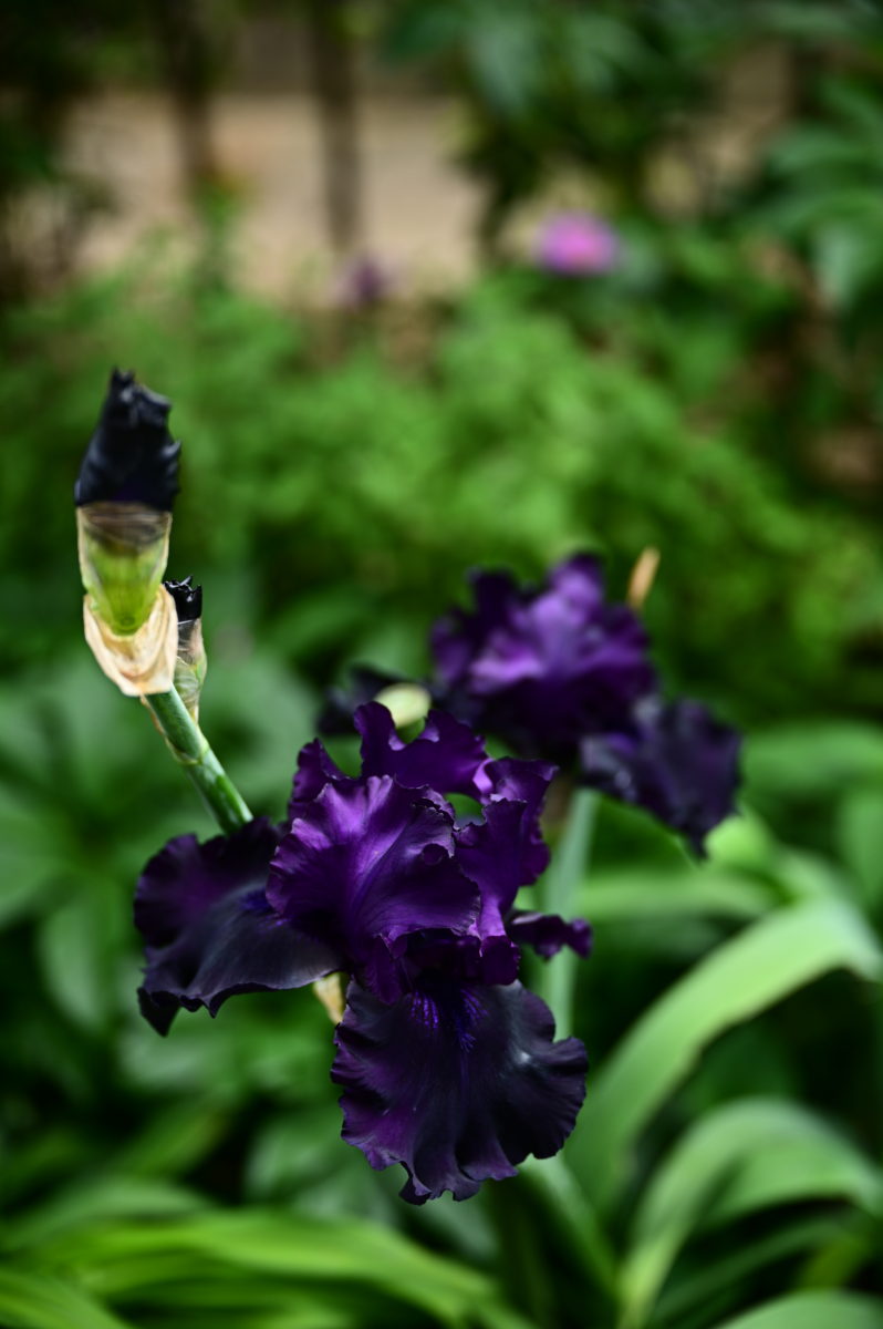 Iris ‘Fade to Black’ イリス　‘フェイドトゥブラック’ （ジャーマンアイリス／ベアデッドアイリス）