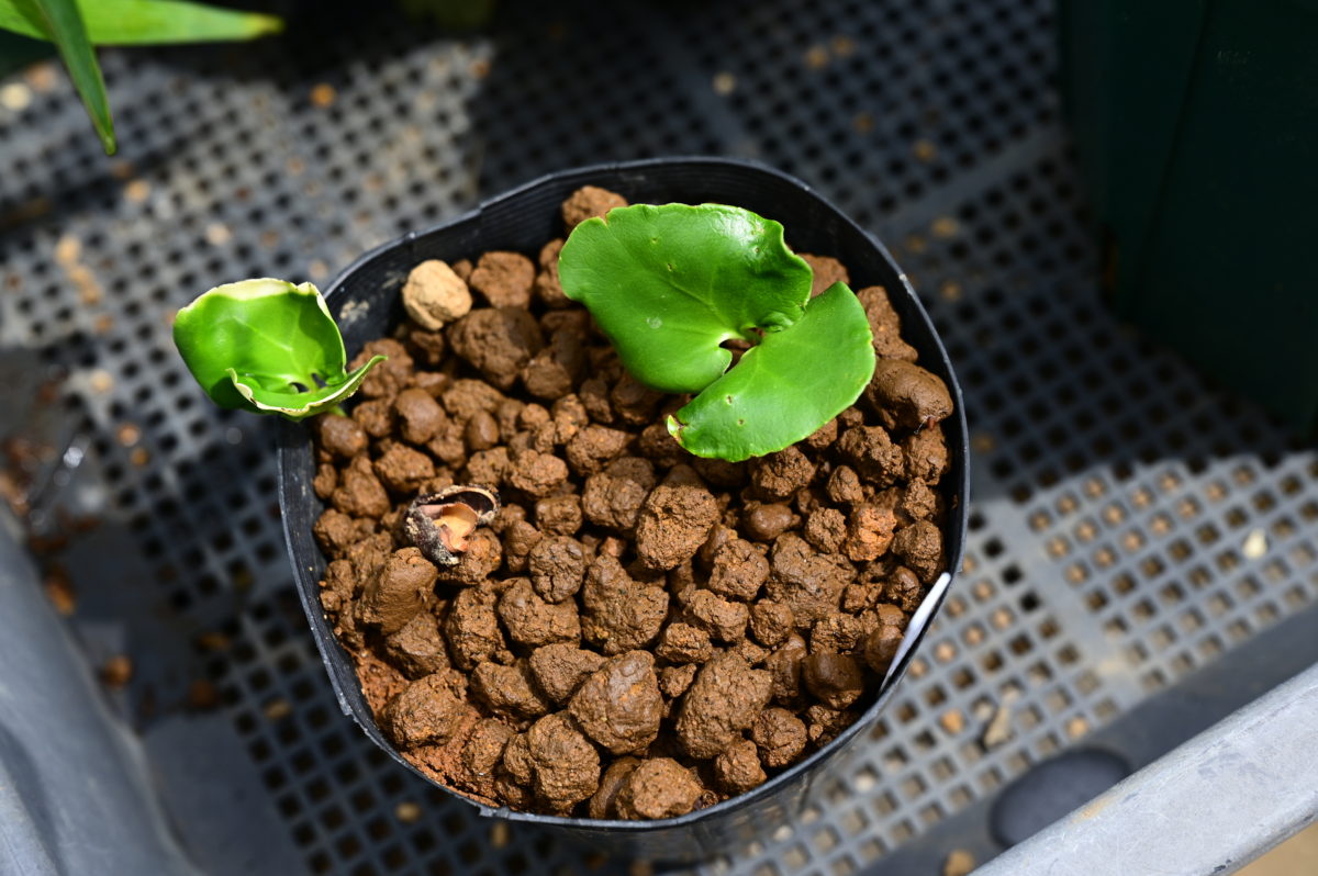 Chimonanthus praecox キモナンツス　プラエコックス　（ロウバイ）