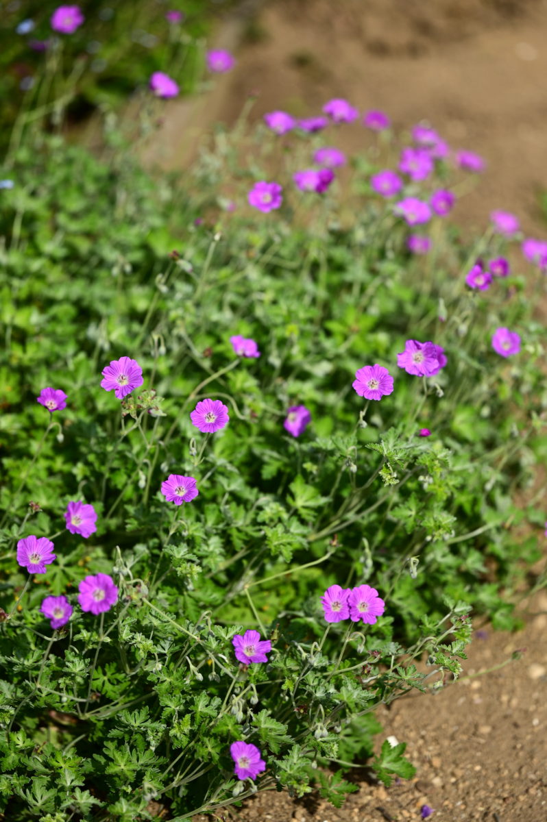 Geranium harvey　ゲラニウム　ハルベイ
