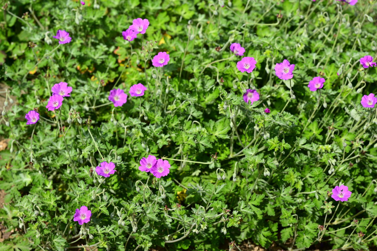 Geranium harvey　ゲラニウム　ハルベイ