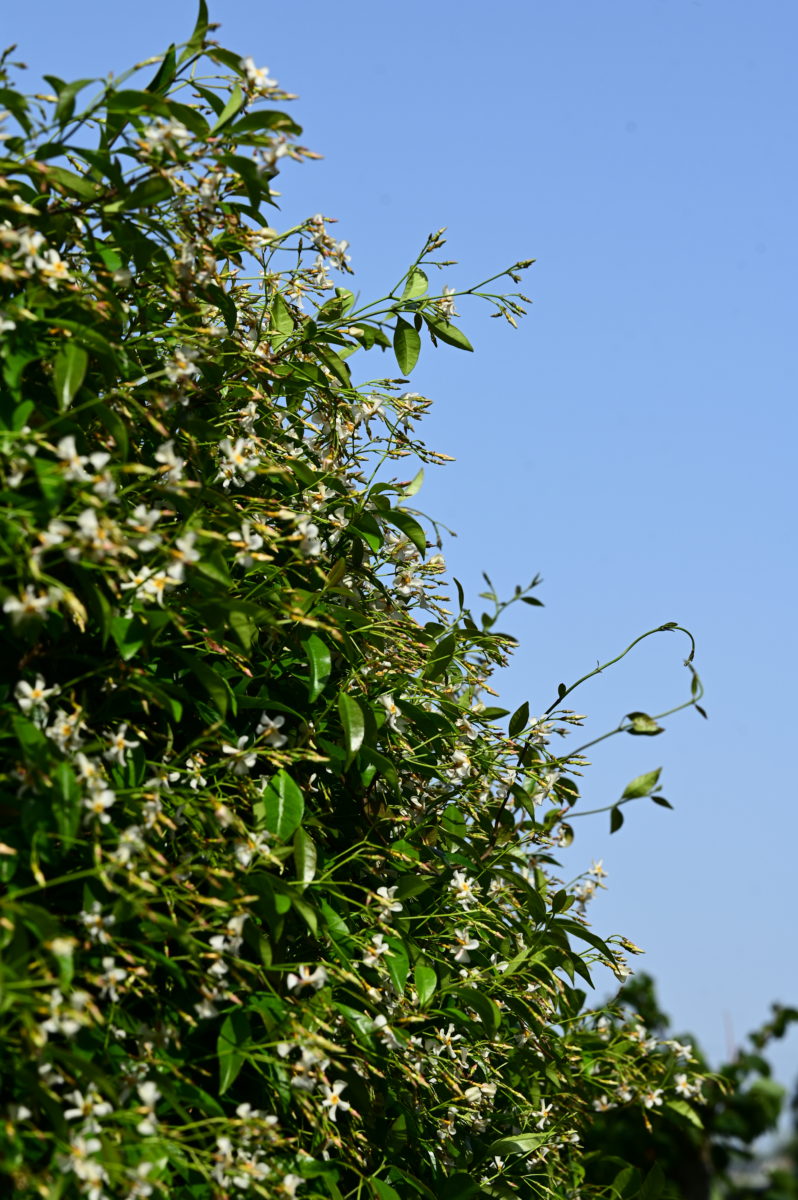 Trachelospermum asiaticum トラケロスペルマム　アジアティクム　（テイカカズラ）