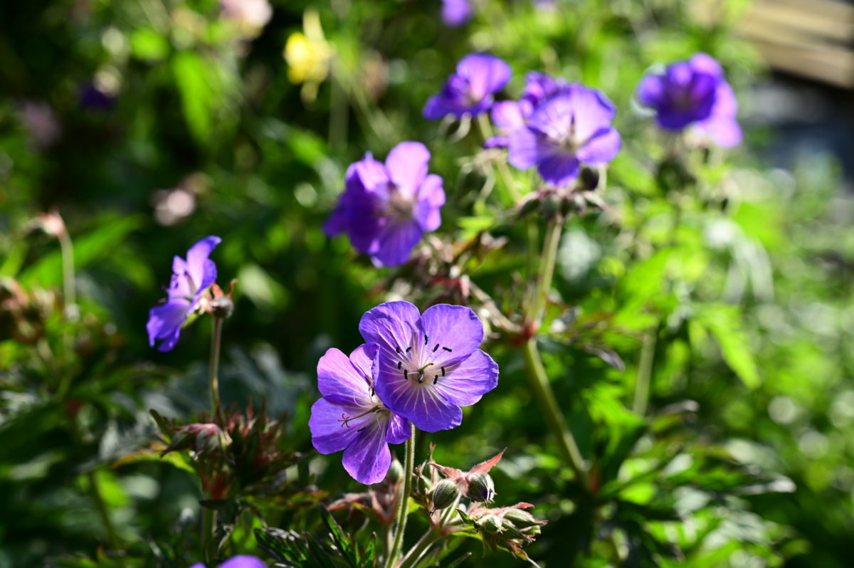 Geranium pratense ‘Purple Haze’ ゲラニウム　プラテンセ　‘パープルヘイズ’ 